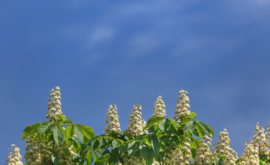 Background of blue sky with little clouds and branches of blooming chestnuts, springtime banner - 599904271