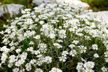 White gypsophila flowers in perennial garden