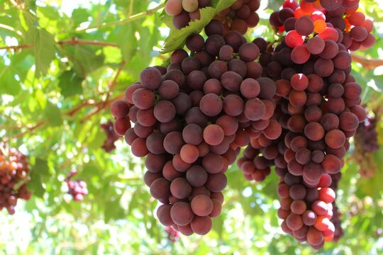 table grapes from export variety flame