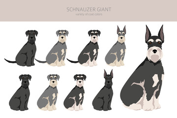 Schhnauzer Giant clipart. Different poses, coat colors set