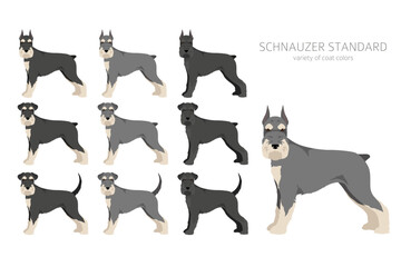 Schhnauzer Standard clipart. Different poses, coat colors set