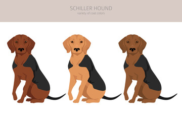 Schiller Hound clipart. All coat colors set.  All dog breeds characteristics infographic