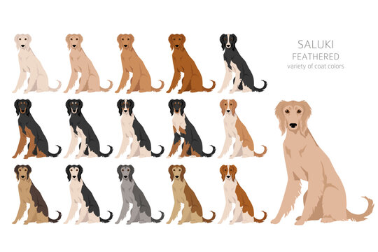 Saluki Feathered clipart. Different poses, coat colors set