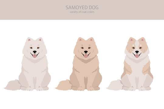 Samoyed dog clipart. Different poses, coat colors set