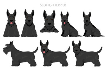 Scottish terrier dogs in different poses and coat colors. Adult and puppy scottie set