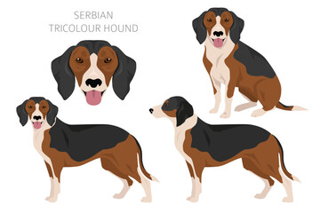 Serbian Tricolor Hound clipart. All coat colors set.  All dog breeds characteristics infographic - obrazy, fototapety, plakaty