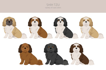 Shih Tzu poses, coat colors set
