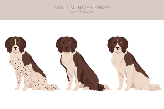 Small Munsterlander coat colors, different poses clipart