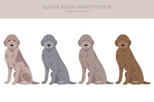 Slovak rough haired pointer coat colors, different poses clipart