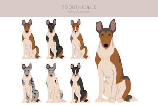 Smooth Collie coat colors, different poses clipart