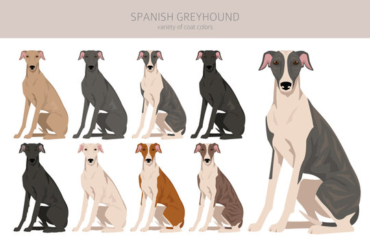 Spanish Greyhound clipart. All coat colors set.  All dog breeds characteristics infographic