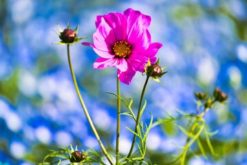 コスモスとネモフィラ