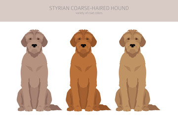 Styrian corse-haired hound clipart. All coat colors set.  All dog breeds characteristics infographic