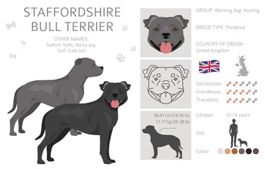 Staffordshire bull terrier. Different variaties of coat color bully dogs set