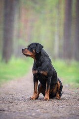 Cute black and tan Rottweiler sitting in the forest outdoor