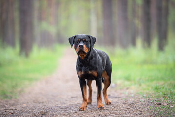 Cute black and tan Rottweiler staying in the forest outdoor