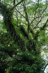 Obraz premium Green plants vines on large tree trunks give a cool atmosphere typical of tropical climates.