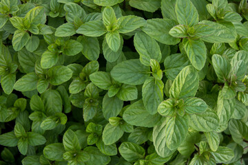 日差しの当たった元気なミントの葉