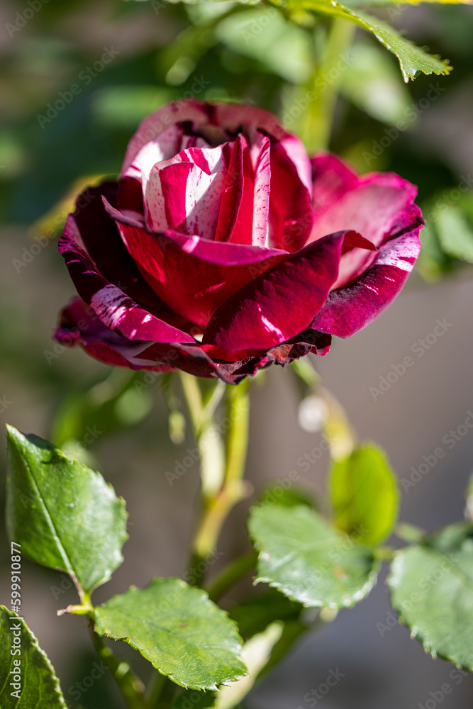 Wall mural Macro de rose candy stripe