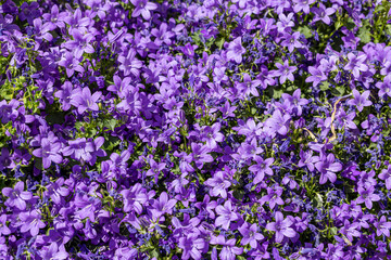 Campanules de Dalmatie