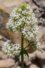 Fleur de val&eacute;riane blanche