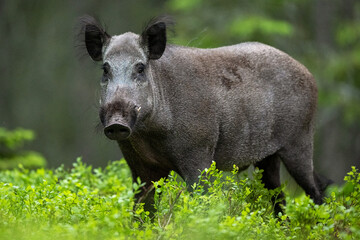 Male wild boar in the forest scenery at summer evening