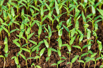 Young pepper seedlings. Gardening. The young plant is ready for transplanting.