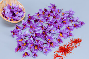 Crocuses and saffron stamens are lined up on a gray table. The saffron spice is used in cooking. Expensive spice.