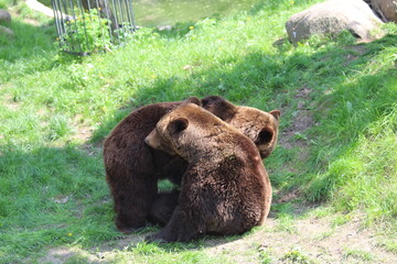 brown bear in the forest