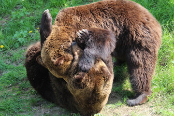 brown bear cub