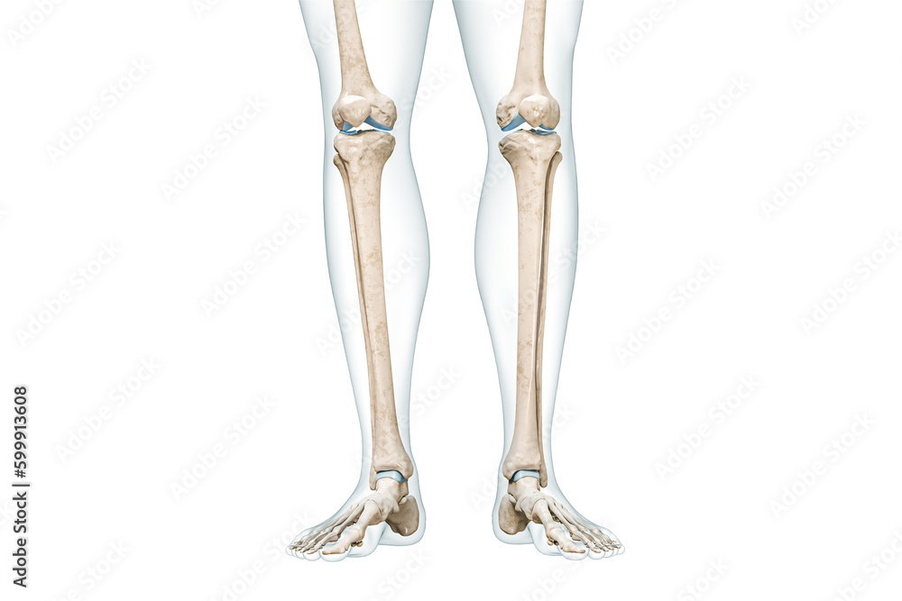Wall mural tibia or shin bone with calf body contours front view 3d rendering illustration isolated on white wi