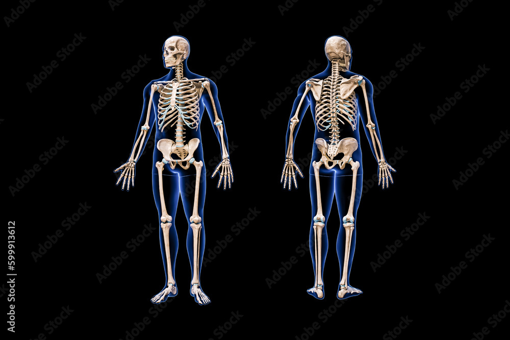 Wall mural front and back views of full human skeleton with male body 3d rendering illustration isolated on bla