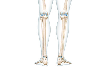 Tibia or shin bone with calf body contours rear view 3D rendering illustration isolated on white with copy space. Human skeleton anatomy, medical diagram, osteology, skeletal system concepts.
