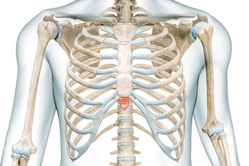 Xiphoid process bone of the sternum in red color with body 3D rendering illustration isolated on white with copy space. Human skeleton or skeletal system anatomy, medical diagram, osteology concepts. - obrazy, fototapety, plakaty