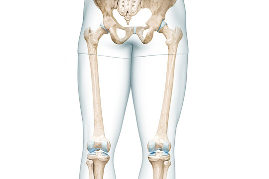 Femur or thighbone with thigh body contours rear view 3D rendering illustration isolated on white with copy space. Human skeleton anatomy, medical diagram, osteology, skeletal system concepts.