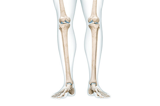 Tibia or shin bone with calf body contours front view 3D rendering illustration isolated on white with copy space. Human skeleton anatomy, medical diagram, osteology, skeletal system concepts.