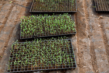 Seedlings of tomatoes in cassettes for growing on black agrofibre. Growing tomato seedlings.