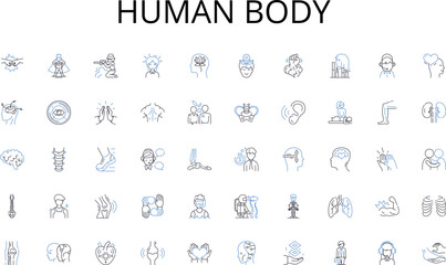 Human body line icons collection. Nerking, Resume, Interview, LinkedIn, Cover letter, Referral, Application vector and linear illustration. Job fair,Portfolio,References outline signs set