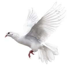 White Dove. Transparent isolated background. AI generated