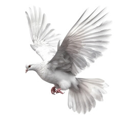 Obraz premium White Dove. Transparent isolated background. AI generated