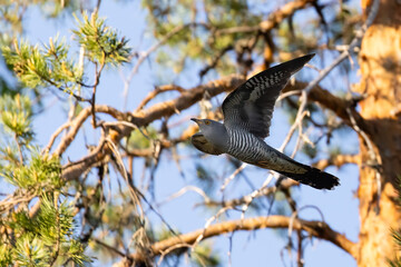cuckoo