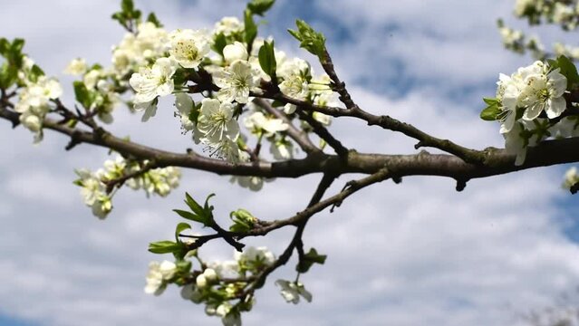 Spring blossom of trees ,branches of  sakura wit flowers  waving from wind, horizontal 4k footage 