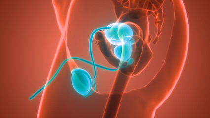 Male Reproductive System Anatomy - obrazy, fototapety, plakaty