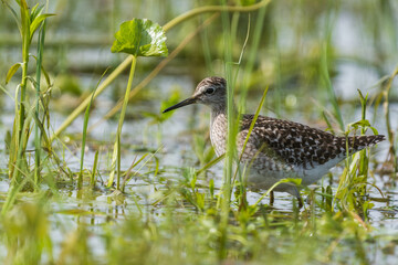 sandpiper in the grass during spring migration