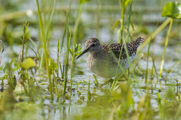 sandpiper in the grass during spring migration