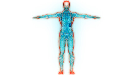 Human Internal System Lymph Nodes Anatomy