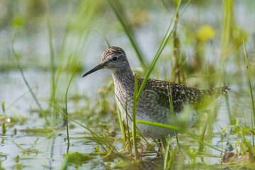 sandpiper in the grass during spring migration