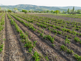 Fototapeta na wymiar Unripe raspberry fields