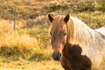 L’œil du cheval
