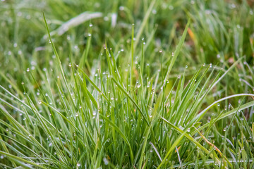 Obraz premium green grass with dew drops